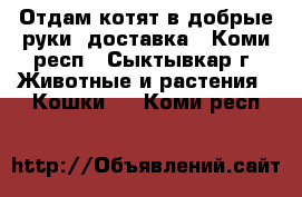 Отдам котят в добрые руки, доставка - Коми респ., Сыктывкар г. Животные и растения » Кошки   . Коми респ.